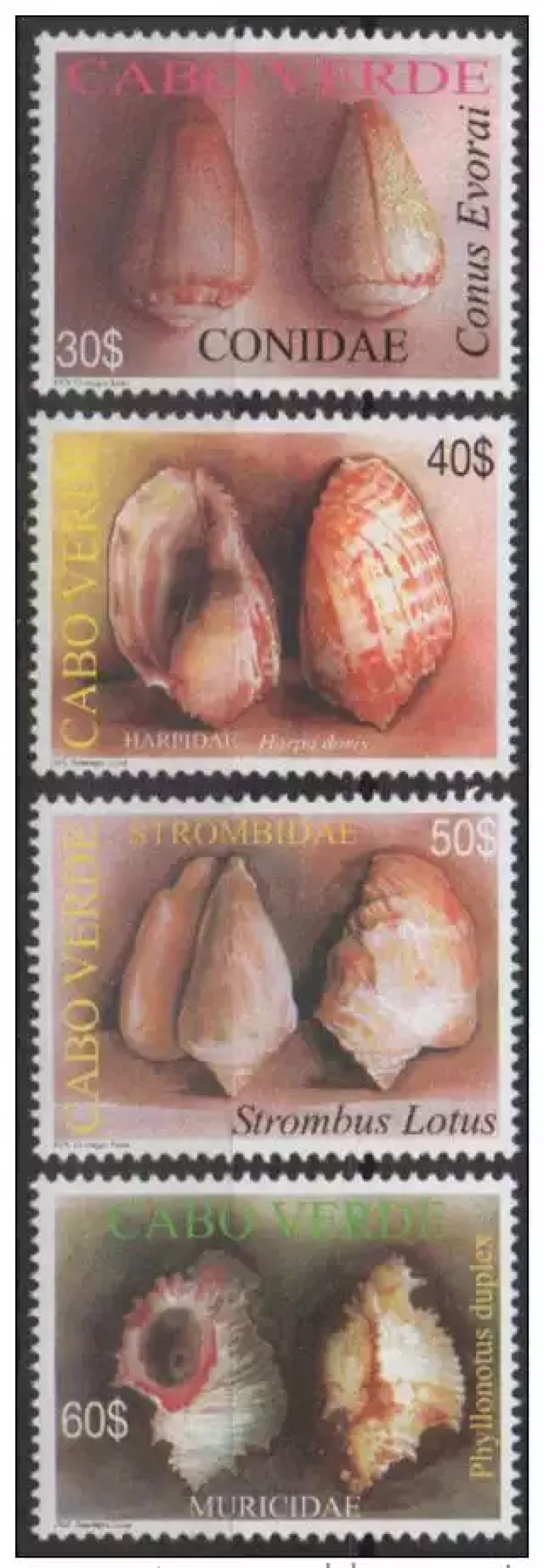 Cabo Verde 2005 - Shells Coquillages Cartuchos Mi. 872 - 875   4 val. MNH