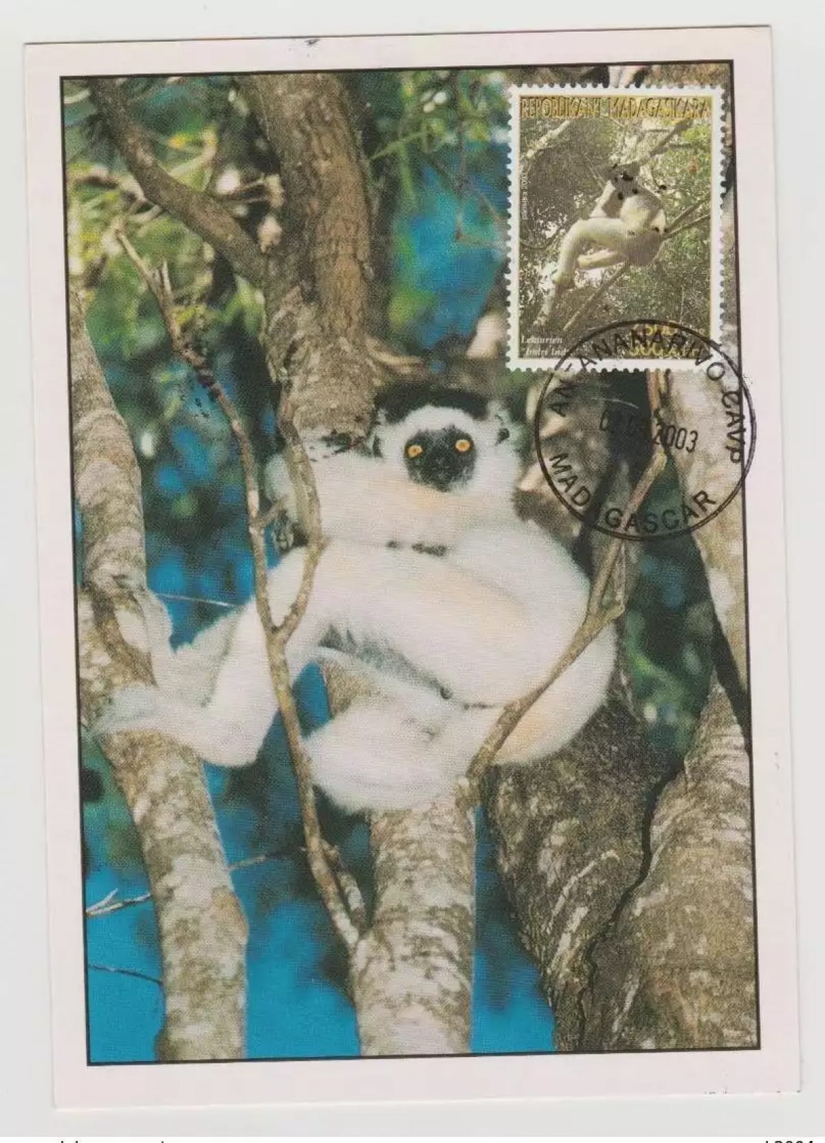Madagascar Madagaskar 2003 Mi. 2605 Carte Maximum Lémurien Lemur faune Fauna