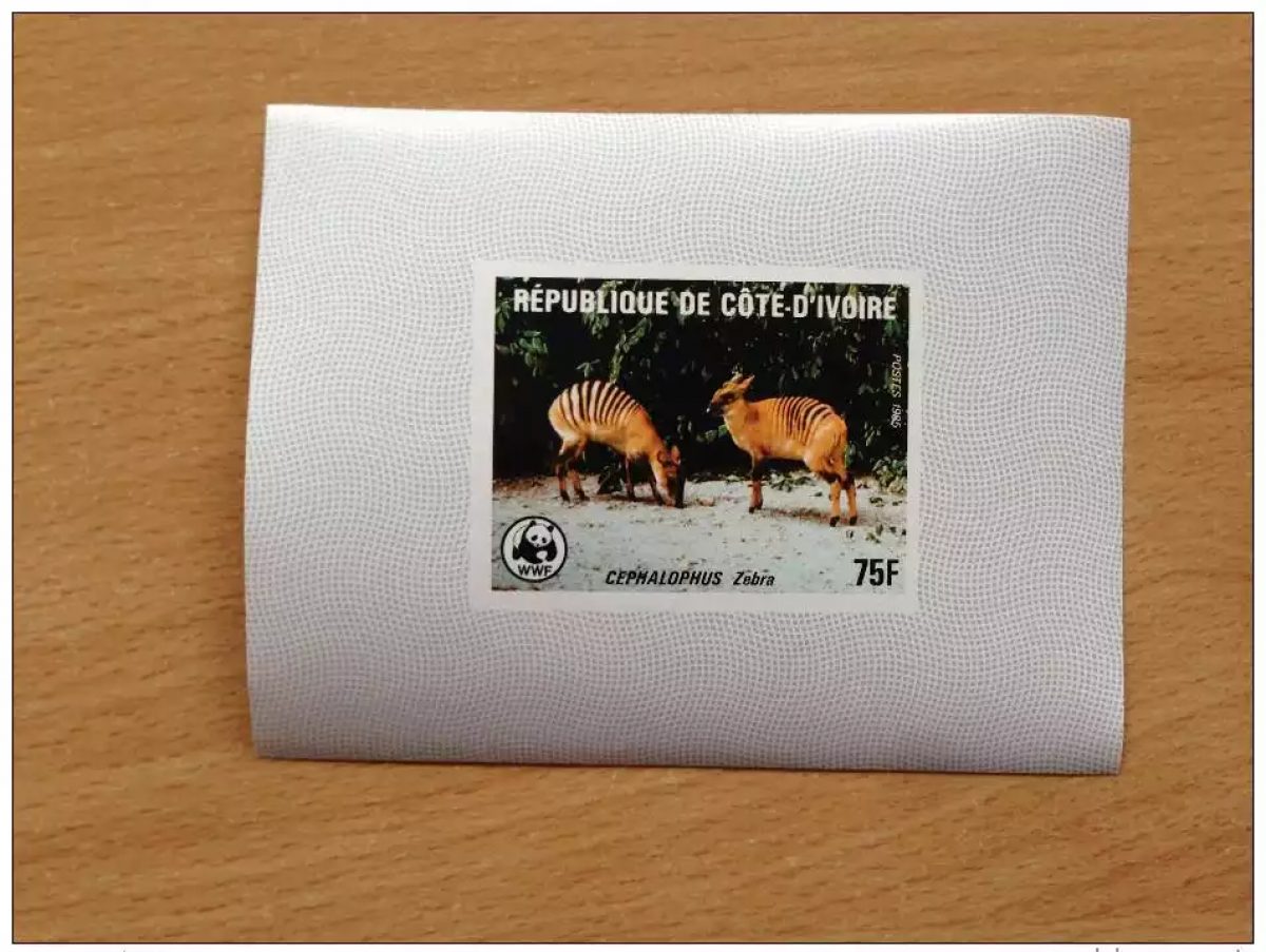 Elfenbeinküste 1985 WWF Fauna Zebra Cephalophus Luxusprobe Proof SELTEN!