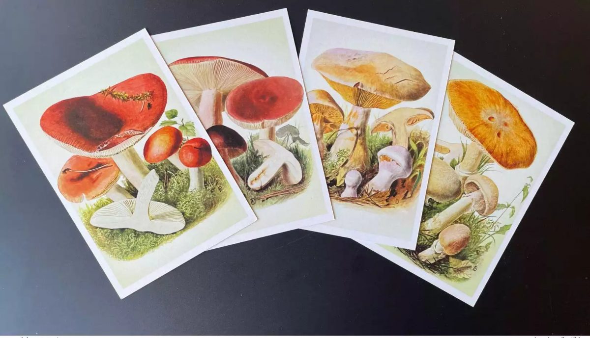 Liberia 2022 Mi. ? Stationery Entier Ganzsache Mushroom Champignon Funghi Pilz