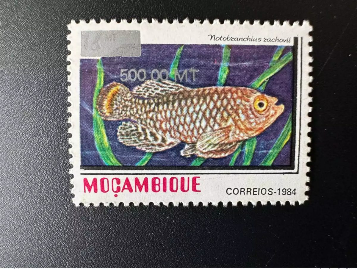 Mozambique 1997/2000 Mi. 1552 Fish Notobranchius rachovii overloaded