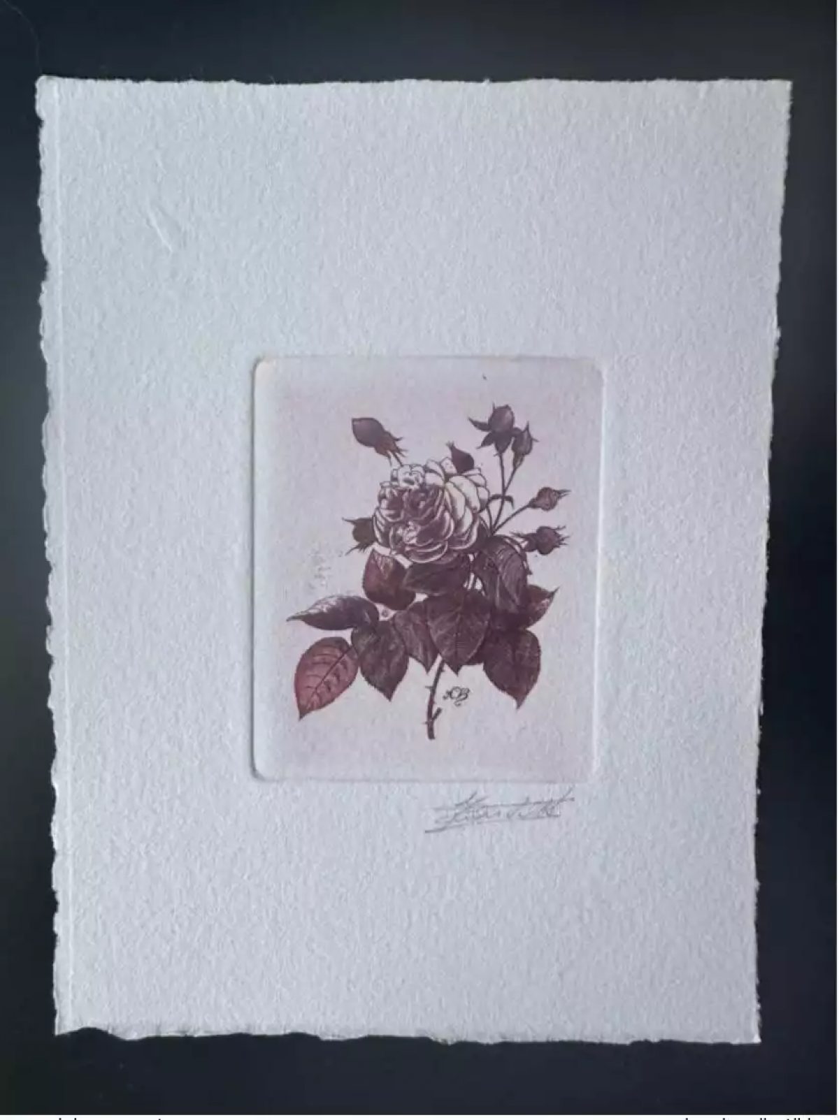 Belgium 1989 COB 2319 Artist's proof FDC Fleur Rose Bengal Redouté