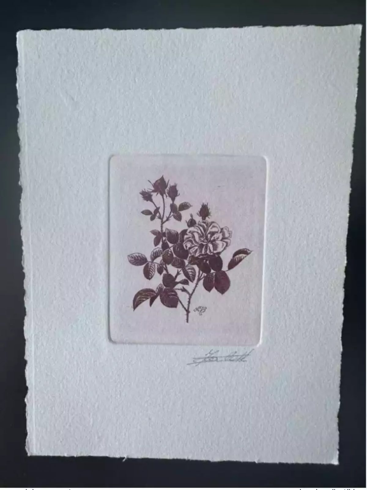 Belgium 1989 COB 2318 Artist's proof FDC Fleur Rose Centfeuille Redouté