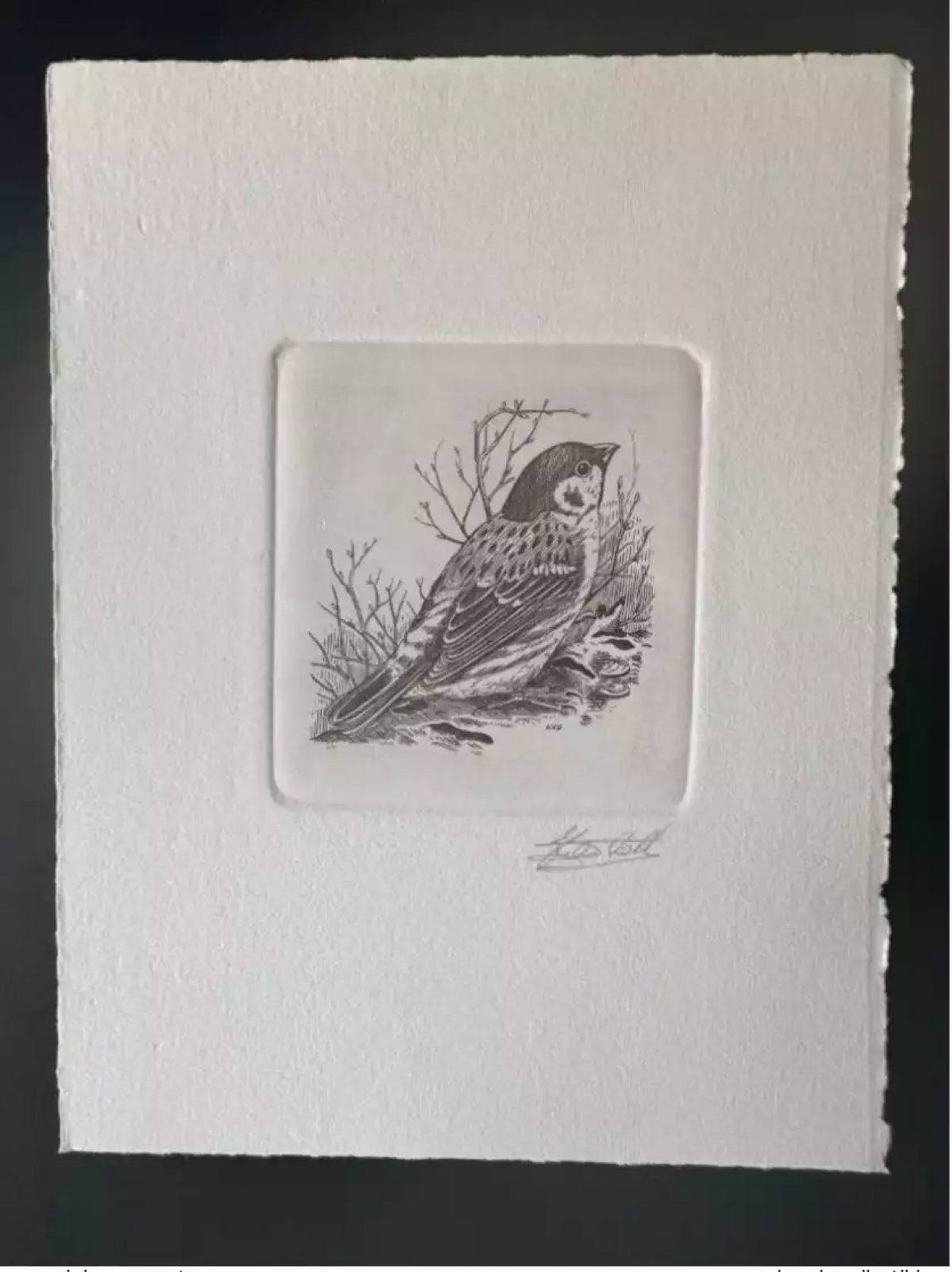 Belgique 1989 COB 2347 Epreuve d'artiste FDC Oiseau André Buzin Moineau friquet