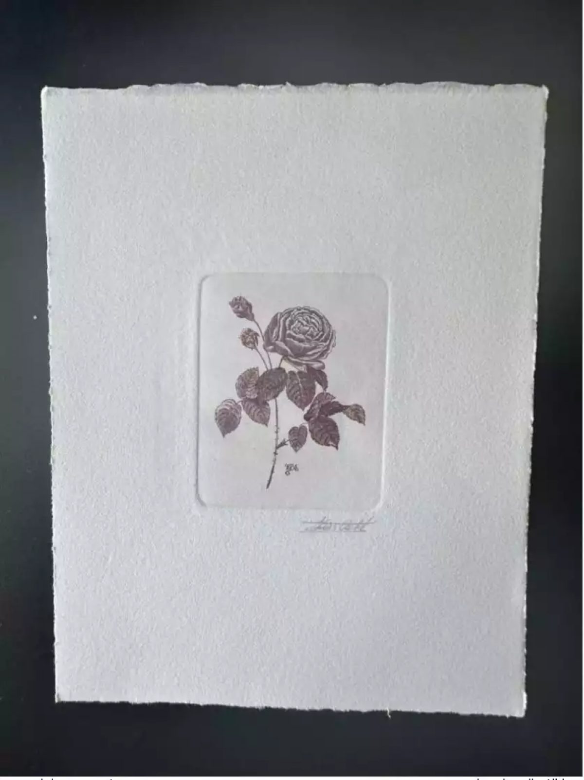 Belgium 1990 COB 2374 Artist's proof FDC Fleur Rose Adélaïde Redouté
