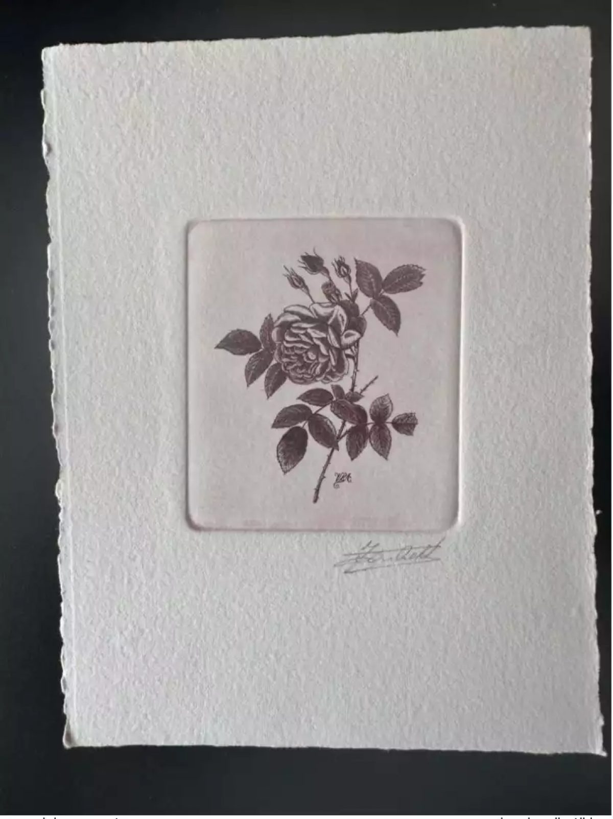 Belgium? COB? Artist's proof 1st day FDC Fleur Rose Pierre-Joseph RedoutÉi
