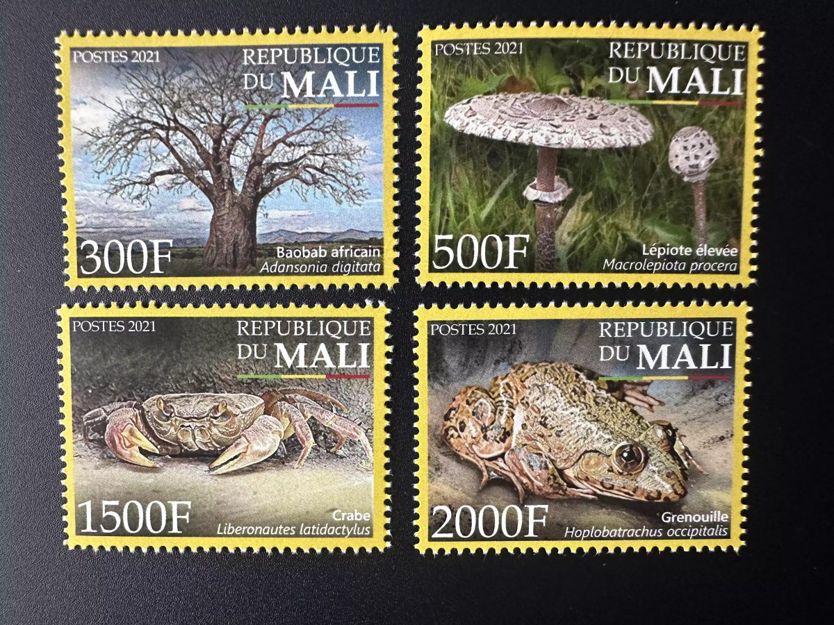 Mali 2021 Biodiversität Fauna Pilz Frosch Krabbe Baobab