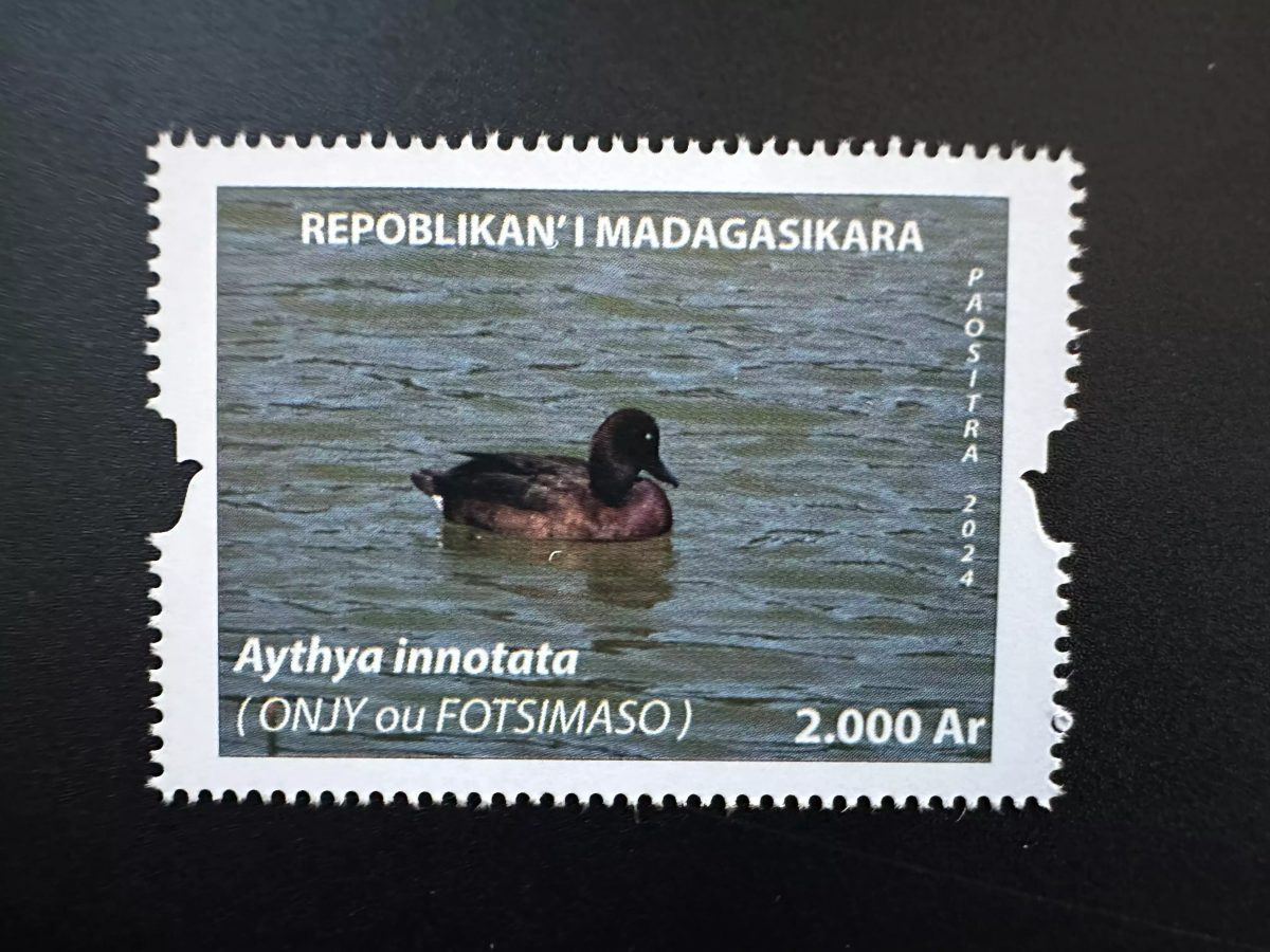 Madagascar 2024 / 2025 Mi. ? Canard Duck oiseau Bird Aythya innotata Fotsimaso
