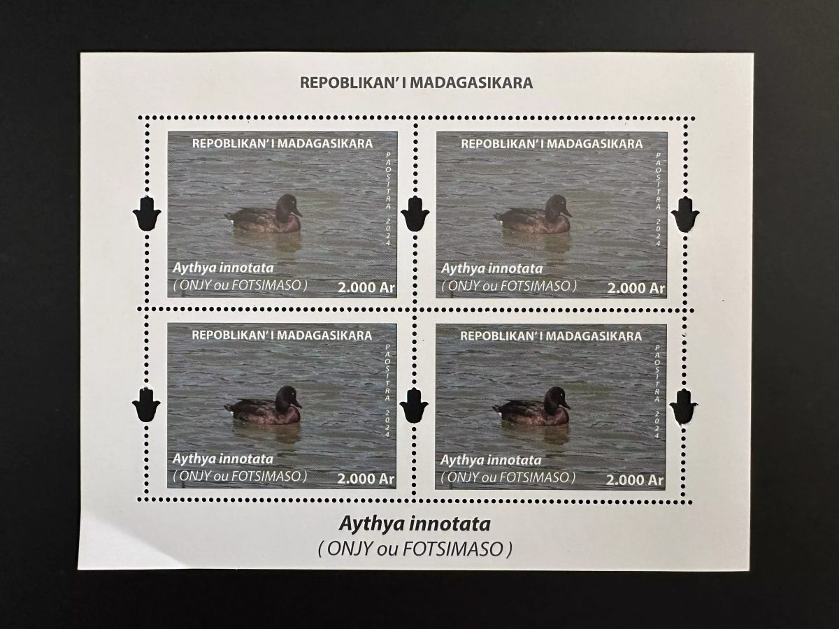 Madagascar 2024 / 2025 Mi. Bl. ? S/S Canard Duck oiseau bird Aythya innotata