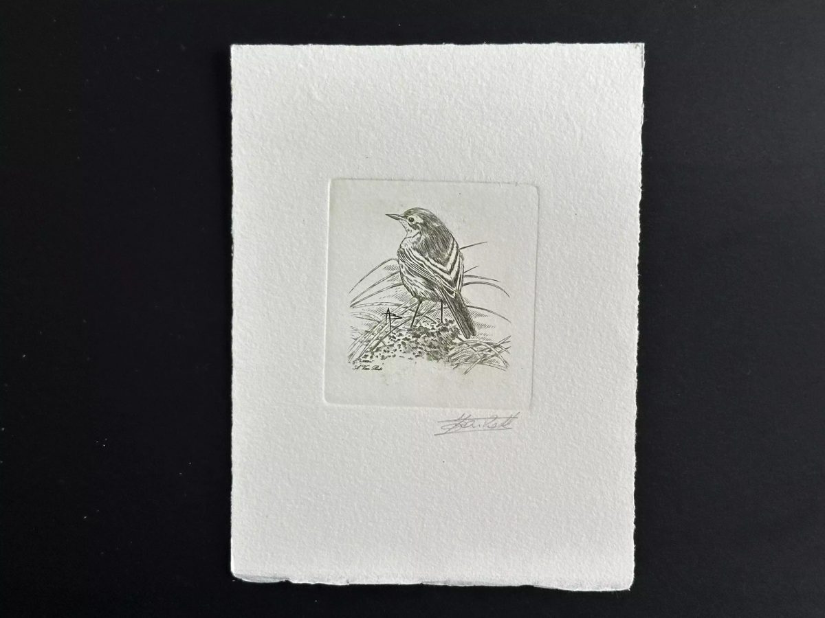 Belgique 1997 COB 2725 Epreuve artiste FDC Oiseau André Buzin Bergeronnette vert