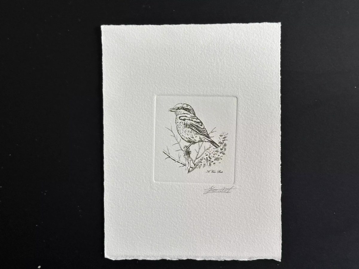 Belgique 1998 COB 2775 Epreuve artiste FDC Oiseau André Buzin Pie-grièche grise