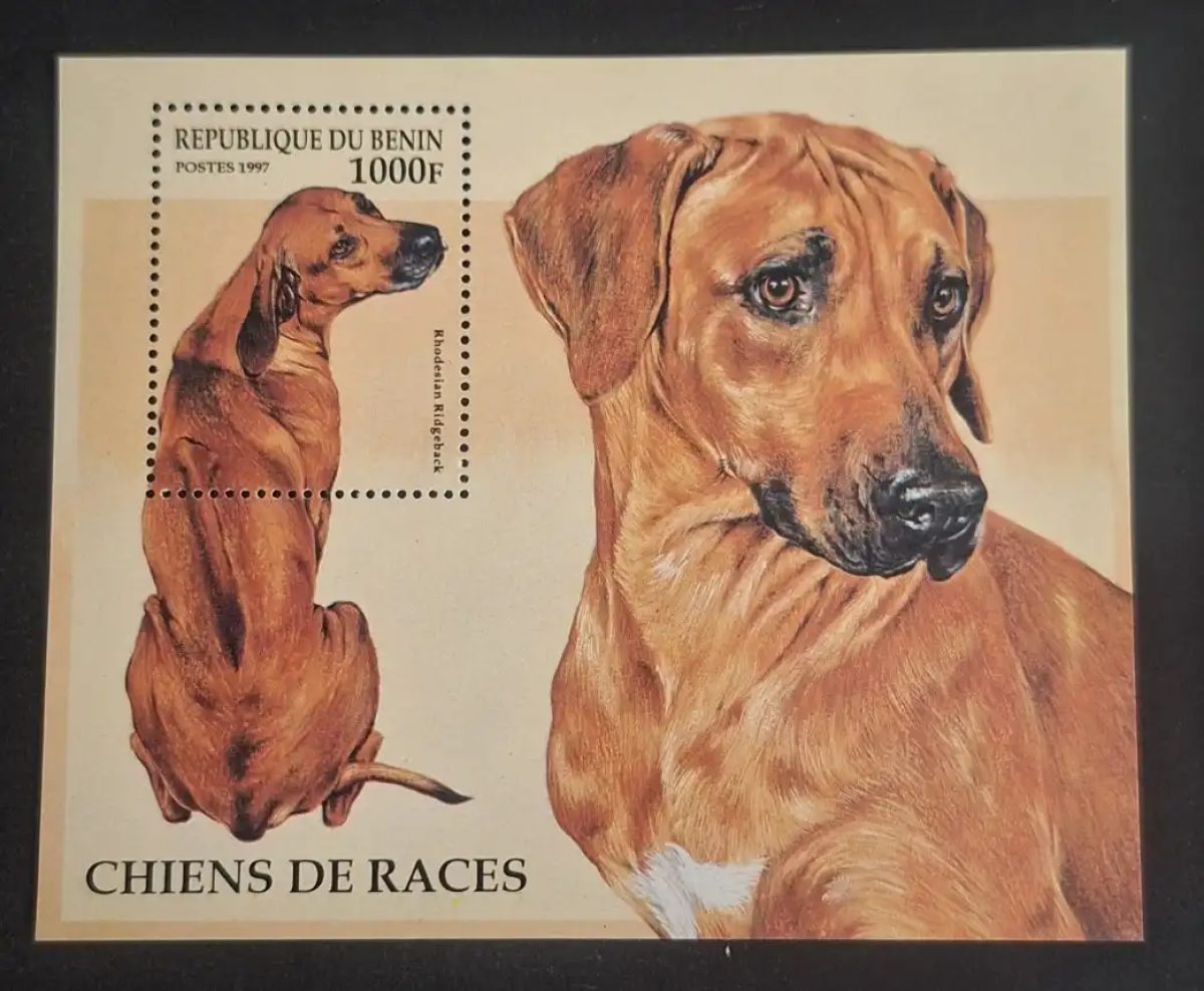 Bénin 1997 Mi. Bl. 28 chiens de races Rhodesian Ridgeback animaux