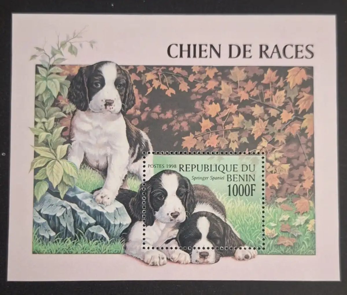 Benin 1998 Mi. Bl. 41 Hunderassen Springer Spaniel Welpen