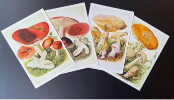 Liberia 2022 Mi. ? Stationery Entier Ganzsache Mushroom Champignon Funghi Pilz