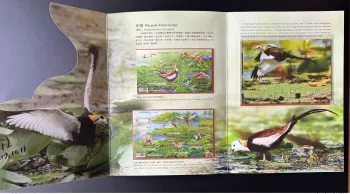 Taiwan China 2017 Conservation des Oiseaux Faisans hydrophasianus chirurgus