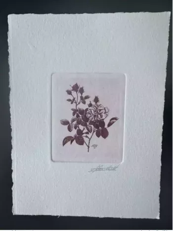 Belgique 1989 COB 2318 Epreuve d'artiste FDC Fleur Rose Centfeuille Redouté