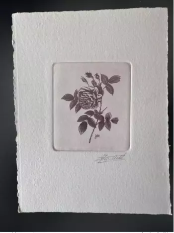 Belgium? COB? Artist's proof 1st day FDC Fleur Rose Pierre-Joseph RedoutÉi