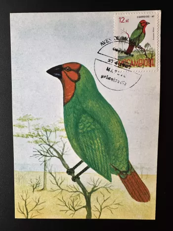 Mozambique 1987 Mi. 1091 card maximum stationery postal bird ave Pirenestes