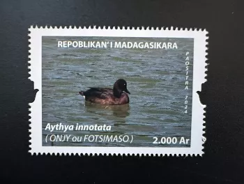 Madagascar 2024/2025 Mi.? Duck bird Aythya innotata Fotsimaso
