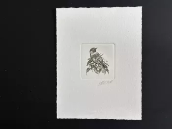 Belgique 1990 COB 2397 Epreuve d'artiste FDC Oiseau André Buzin Traquet vert