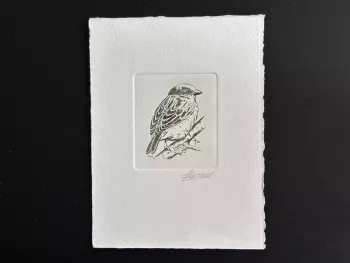 Belgique 1994 COB 2533 Epreuve artiste FDC Oiseau André Buzin Moineau domestique