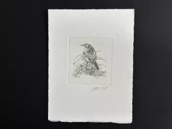 Belgique 1997 COB 2725 Epreuve artiste FDC Oiseau André Buzin Bergeronnette vert