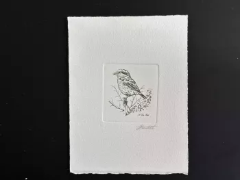 Belgique 1998 COB 2775 Epreuve artiste FDC Oiseau André Buzin Pie-grièche grise