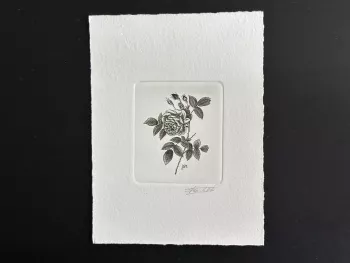 Belgique ? COB ?Epreuve d'artiste FDC Fleur Rose Pierre-Joseph Redouté boir