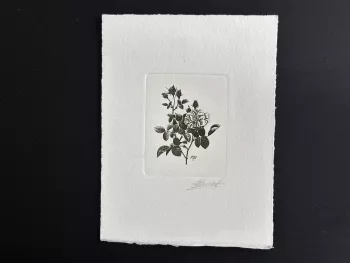 Belgique 1989 COB 2318 Epreuve d'artiste FDC Fleur Rose Centfeuille Redouté noir