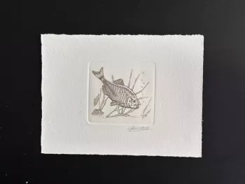 Belgique 1990 COB 2385 Epreuve d'artiste FDC Poisson Fish Fisch Bouvière marron