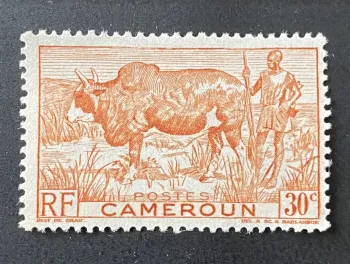 Cameroun 1946 zébu bovin berger faune Afrique coloniale