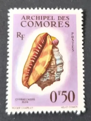 Komoren 1962 Mi. 42 Meeresschnecke Cypraecassis rufa Meerestierwelt
