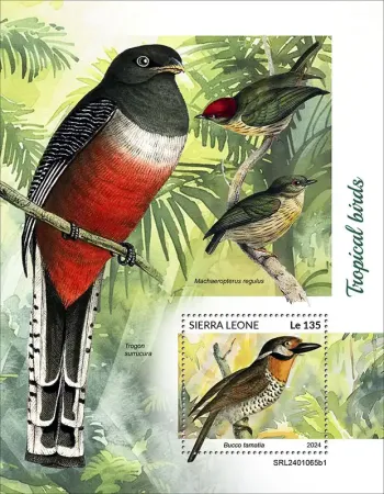 Sierra Leone 2024 Mi. Bl. 3168 bloc oiseaux tropicaux